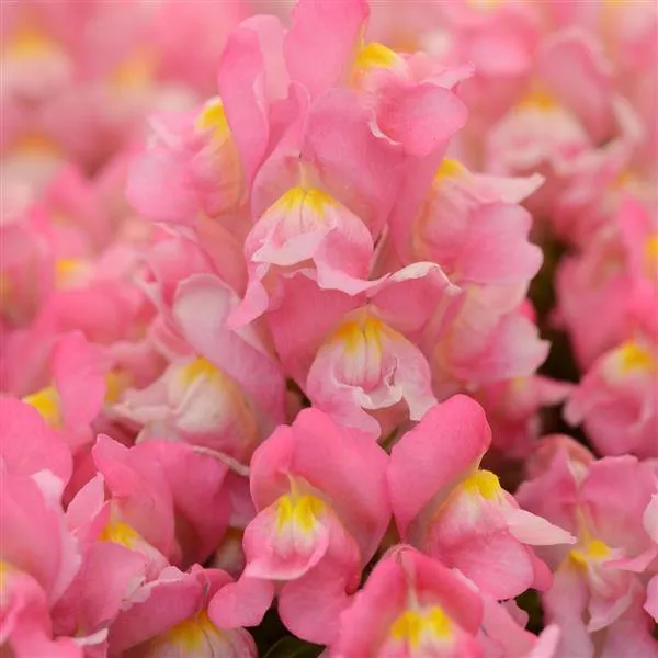 Antirrhinum Snapshot Pink Flower Seeds