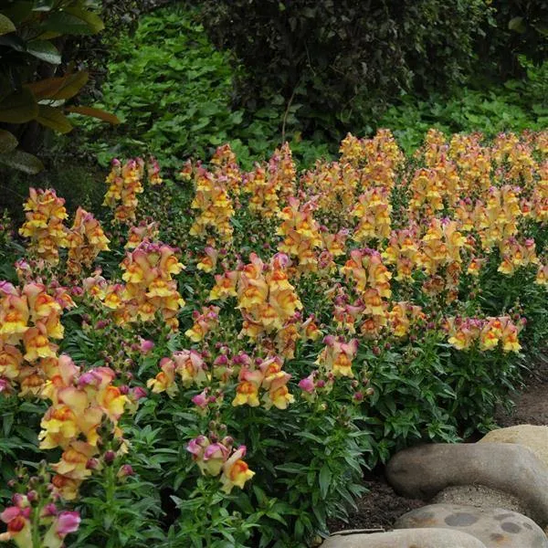 Antirrhinum Snapshot Sunset Flower Seeds