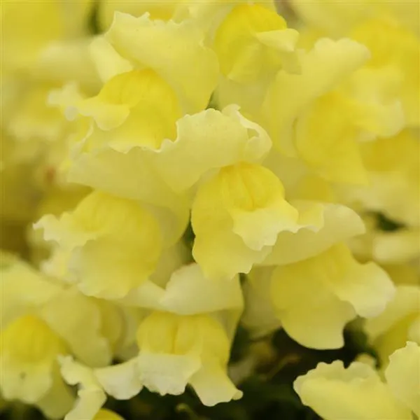 Antirrhinum Snapshot Yellow Flower Seeds
