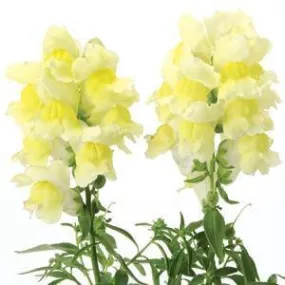 Antirrhinum Snapshot Yellow Flower Seeds