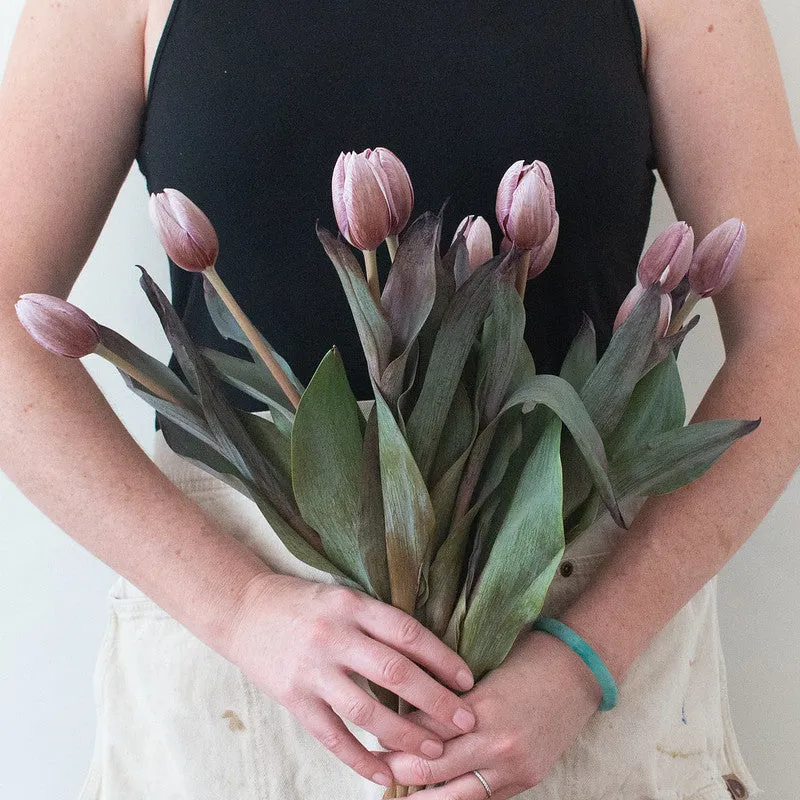Brownie Mauve Tulip Flower