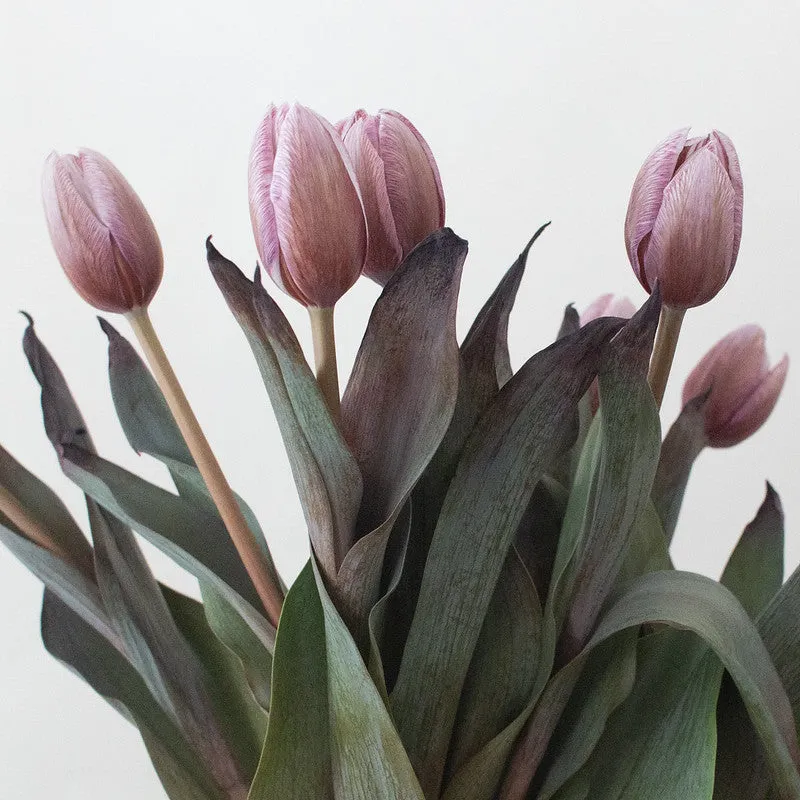 Brownie Mauve Tulip Flower
