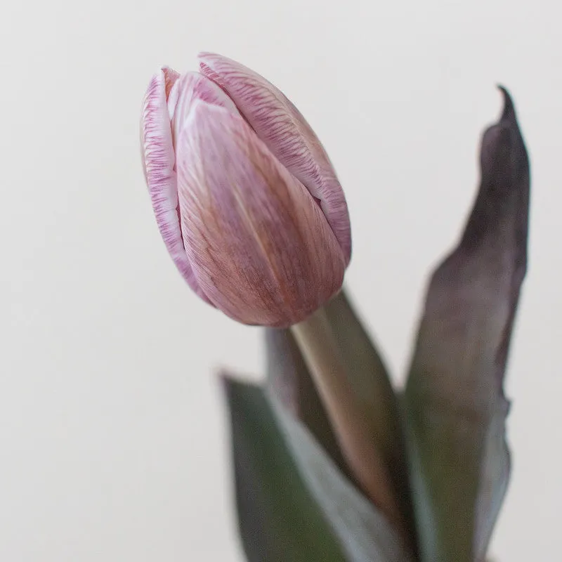 Brownie Mauve Tulip Flower