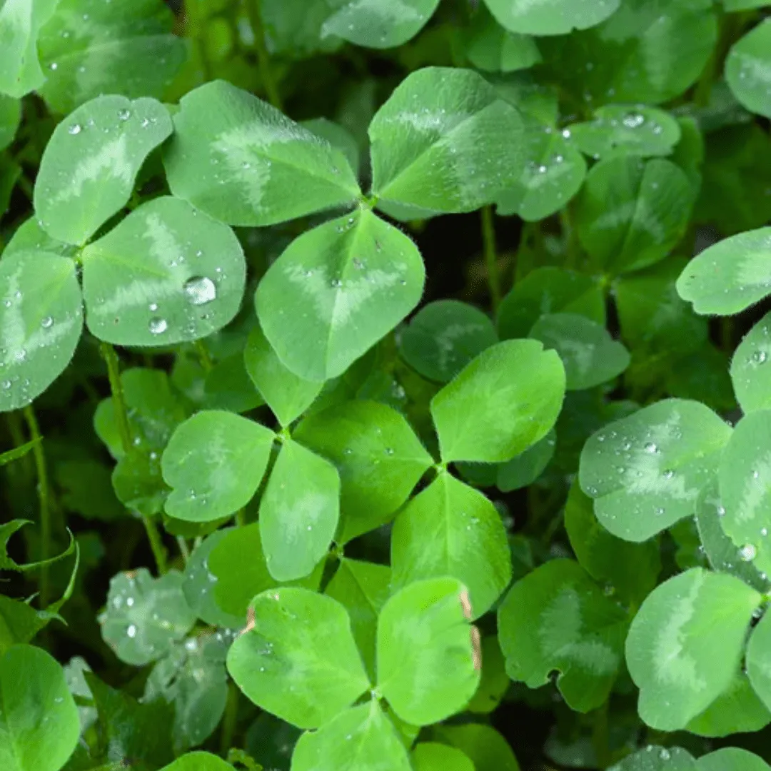 Klondike Ladino Clover Cover Crops | West Coast Seeds