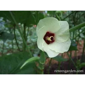 Okra, Jambalaya by Renee's Garden