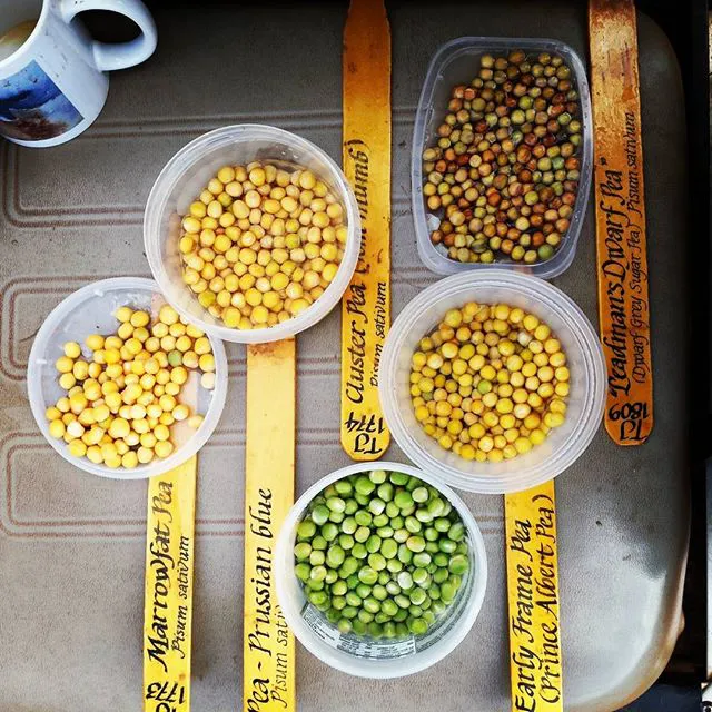 Prince Albert Pea (Pisum sativum cv.)